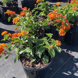 May include: Orange and yellow lantana flowers in black pots. The flowers are in bloom and the plants are healthy.