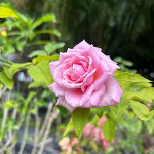 K&ouml;nnte beinhalten: Nahaufnahme einer rosa Rose in voller Bl&uuml;te, umgeben von gr&uuml;nen Bl&auml;ttern. Die Rose hat mehrere Schichten zarter Bl&uuml;tenbl&auml;tter, die einen Farbverlauf von Rosat&ouml;nen zeigen. Der Hintergrund ist verschwommen, was auf einen Garten hindeutet.