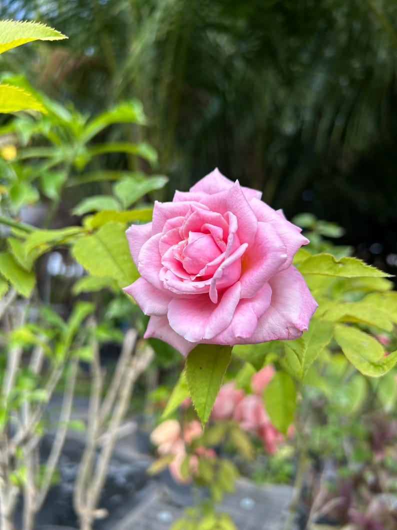 K&ouml;nnte beinhalten: Nahaufnahme einer rosa Rose in voller Bl&uuml;te, umgeben von gr&uuml;nen Bl&auml;ttern. Die Rose hat mehrere Schichten zarter Bl&uuml;tenbl&auml;tter, die einen Farbverlauf von Rosat&ouml;nen zeigen. Der Hintergrund ist verschwommen, was auf einen Garten hindeutet.