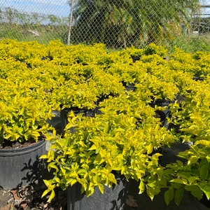 Gold Mound Duranta repens 10 inch pot FREE Shipping East Coast and Central States image 6