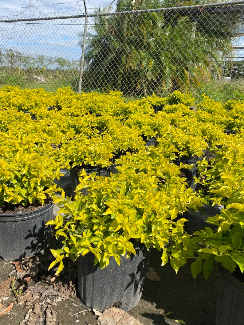 Gold Mound Duranta repens 10 inch pot FREE Shipping East Coast and Central States image 6