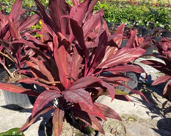 Cordyline ‘Red Sister’ 10” inch pot