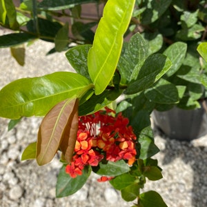 Ixora Maui Red Ixora Coccinea 10 inch pot FREE Shipping East Coast and Central States image 8