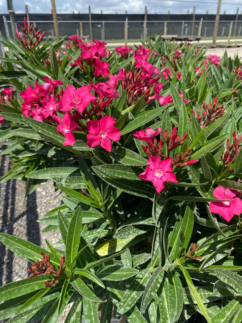 Oleander Calypso Pink Nerium Oleander TREE FORM 10 Inch Pot Etsy