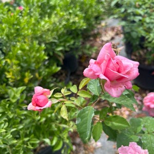 K&ouml;nnte beinhalten: Nahaufnahme von rosa Rosen in verschiedenen Bl&uuml;hstadien, umgeben von gr&uuml;nem Laub. Die Rosen haben mehrere Bl&uuml;tenbl&auml;tter und eine leuchtend rosa Farbe. Das Bild wurde im Freien aufgenommen, mit anderen Pflanzen im Hintergrund.