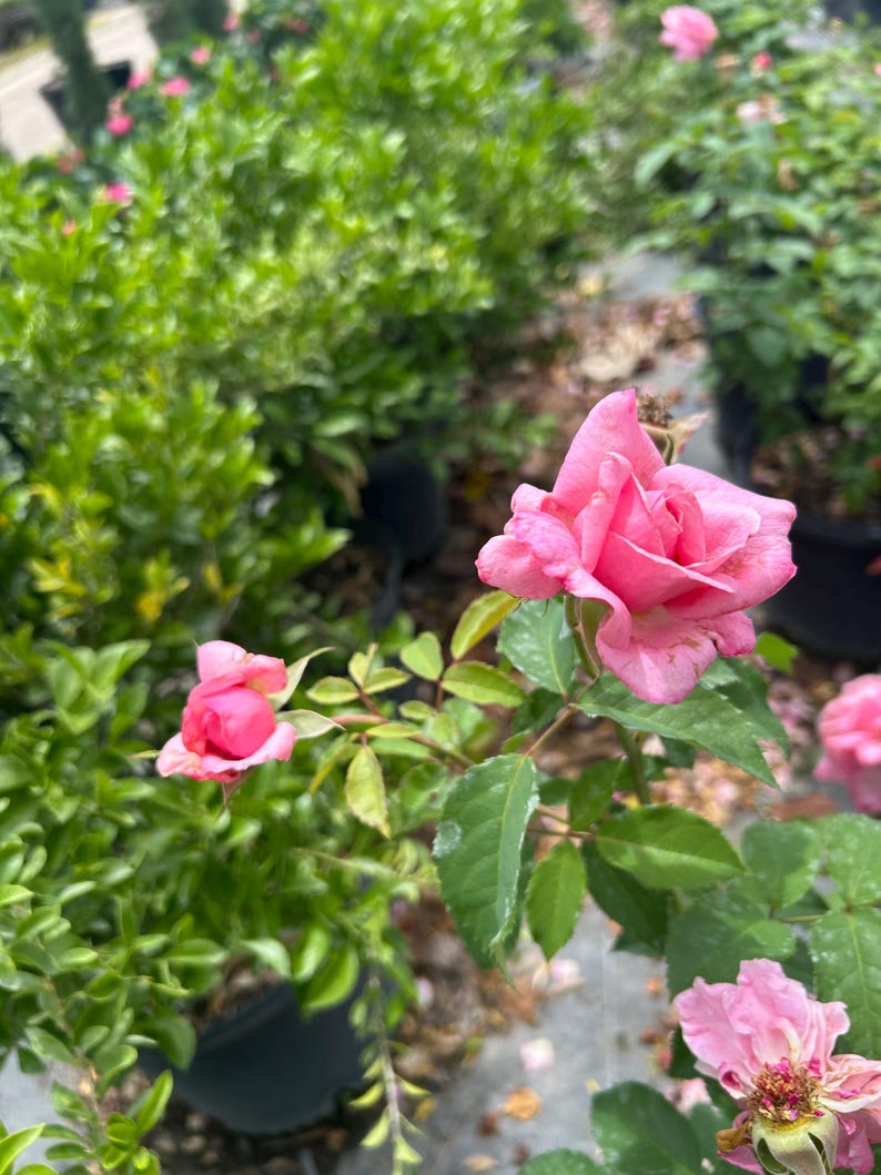 K&ouml;nnte beinhalten: Nahaufnahme von rosa Rosen in verschiedenen Bl&uuml;hstadien, umgeben von gr&uuml;nem Laub. Die Rosen haben mehrere Bl&uuml;tenbl&auml;tter und eine leuchtend rosa Farbe. Das Bild wurde im Freien aufgenommen, mit anderen Pflanzen im Hintergrund.