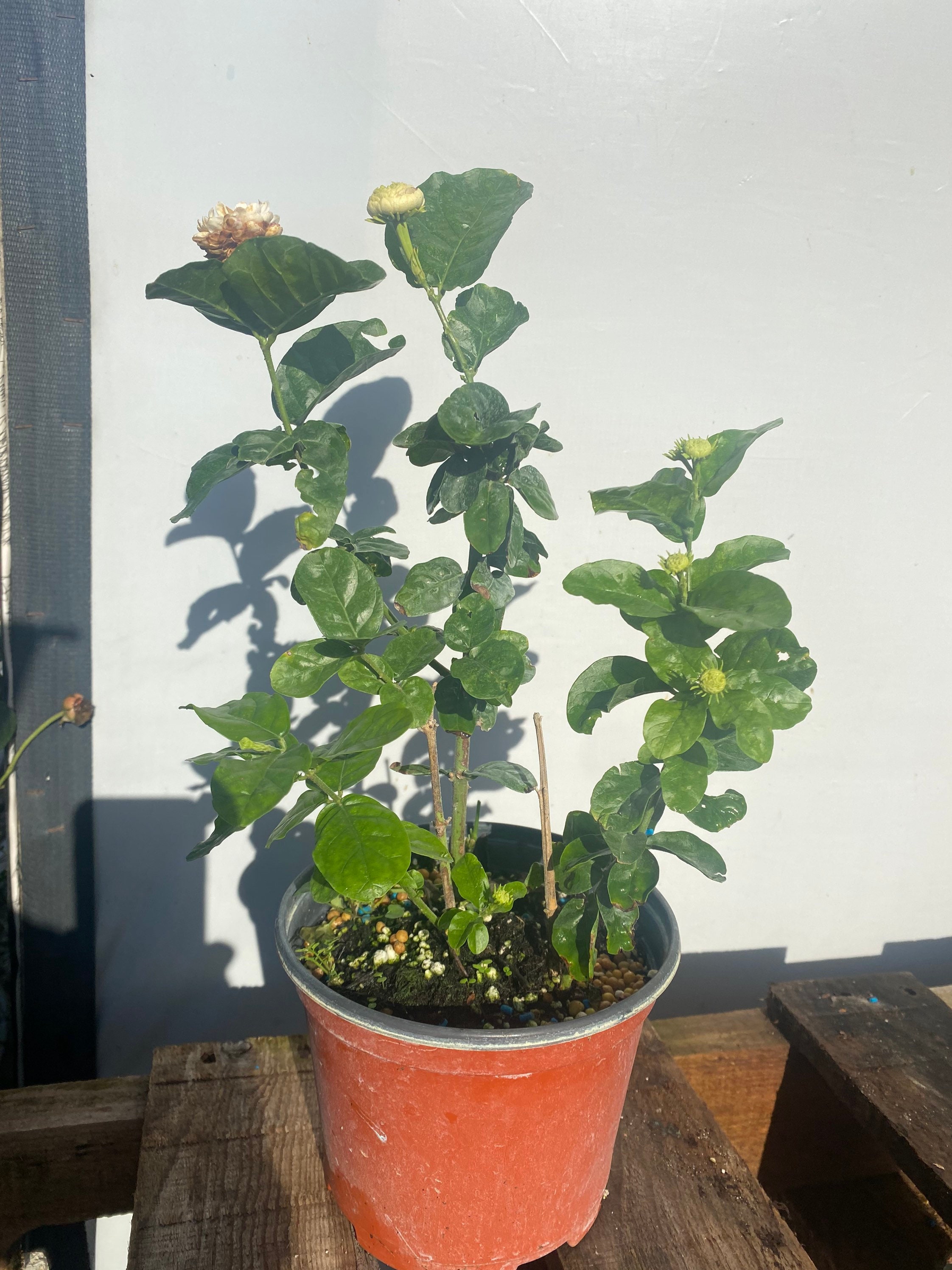 Jasmine Grand Duke Jasminum Sambac 6 Inch Pot Free Shipping to