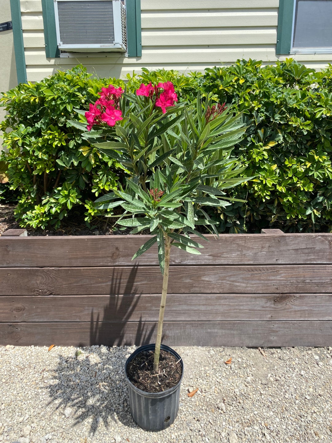 Oleander Calypso Pink Nerium Oleander Tree Form 10 Inch Pot Etsy