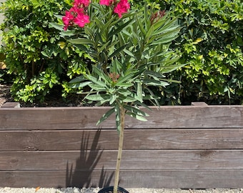 Oleander Calypso Pink Nerium Oleander TREE FORM 10” inch pot