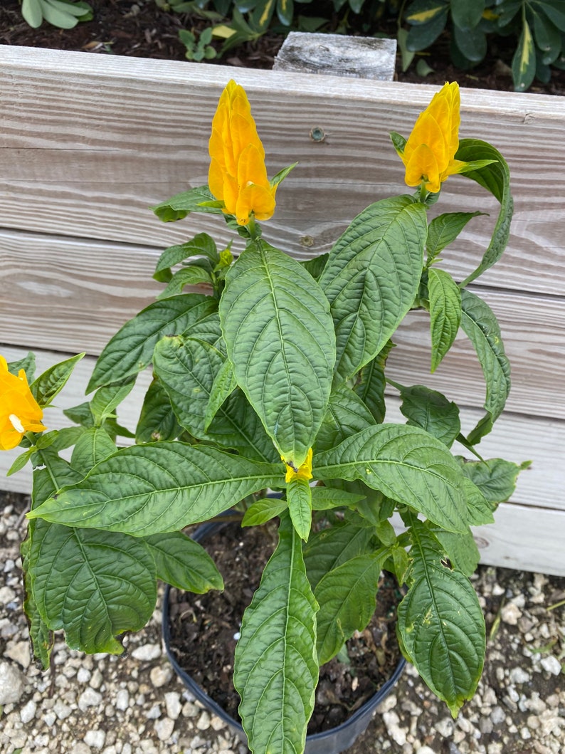 Yellow Shrimp Plant Pachystachys lutea Golden Shrimp plant 10 inch pot FREE Shipping East Coast and Central States image 3