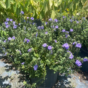 May include: A potted plant with small, light blue flowers and green leaves. The plant is in a black pot and is sitting on a gray surface.