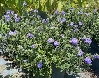 May include: A potted plant with small, light blue flowers and green leaves. The plant is in a black pot and is sitting on a gray surface.