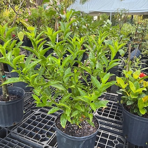 Night Blooming Jasmine – Cestrum nocturnum 10 Inch Pot, Fragrant Tropical Shrub, Night-Scented Flowers for Borders & Patio image 15