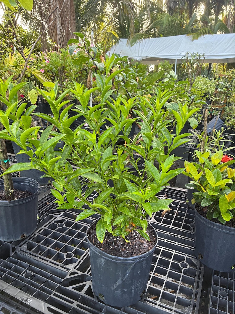 Night Blooming Jasmine – Cestrum nocturnum 10 Inch Pot, Fragrant Tropical Shrub, Night-Scented Flowers for Borders & Patio image 15