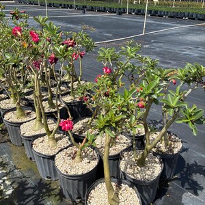 May include: A collection of desert rose plants in black plastic pots filled with light-colored gravel. Each plant features a thick, succulent-like trunk, green leaves, and vibrant pink or deep red flowers blooming at the ends of the branches.