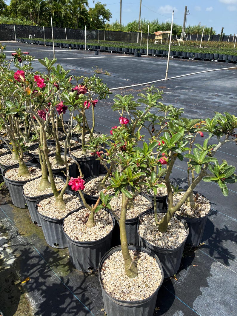 May include: A collection of desert rose plants in black plastic pots filled with light-colored gravel. Each plant features a thick, succulent-like trunk, green leaves, and vibrant pink or deep red flowers blooming at the ends of the branches.