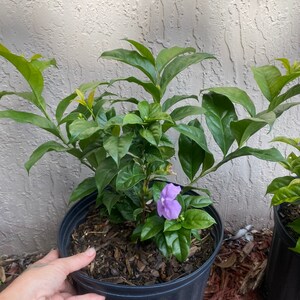 Yesterday Today and Tomorrow Brunfelsia pauciflora floribunda BUSH FORM 10 inch pot FREE Shipping East Coast and Central States image 5