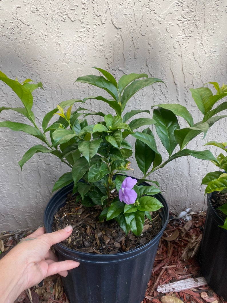 Yesterday Today and Tomorrow Brunfelsia pauciflora floribunda BUSH FORM 10 inch pot FREE Shipping East Coast and Central States image 5