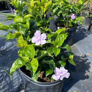Yesterday Today and Tomorrow Brunfelsia pauciflora 10 inch pot Free shipping to Eastern and Central States Excluded States in Description