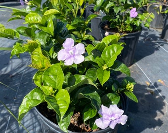 Yesterday Today and Tomorrow Brunfelsia pauciflora floribunda BUSH FORM 10” inch pot  FREE Shipping East Coast and Central States