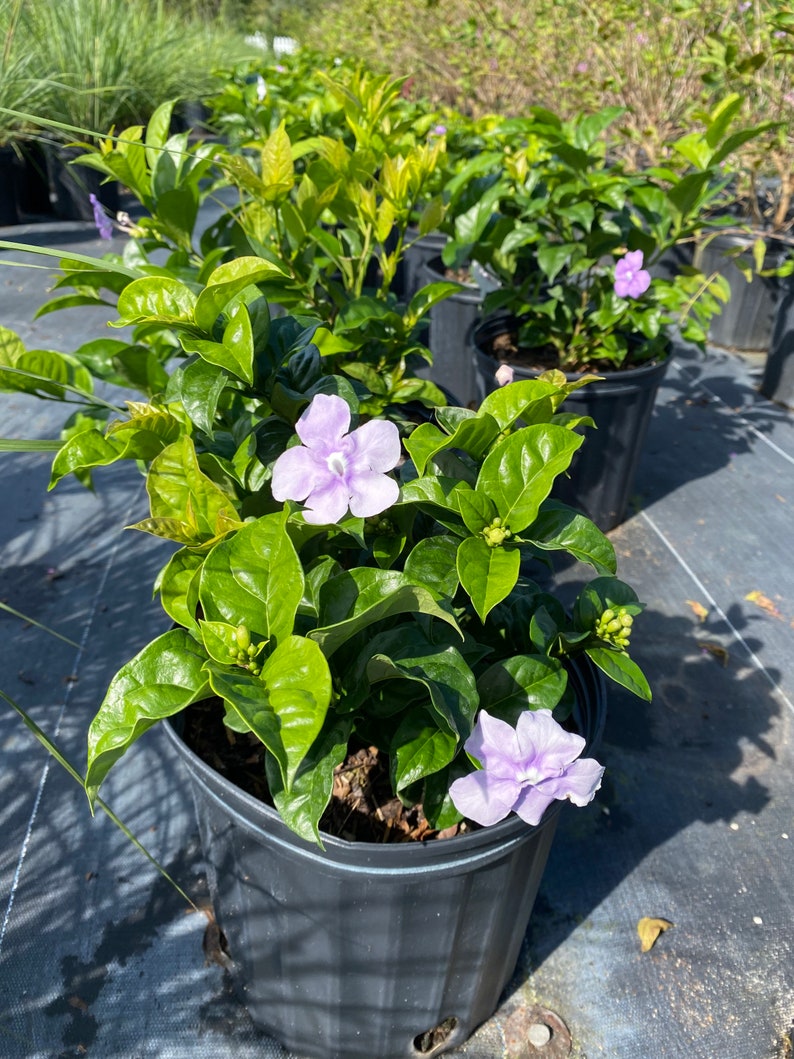 Yesterday Today and Tomorrow Brunfelsia pauciflora floribunda BUSH FORM 10 inch pot FREE Shipping East Coast and Central States image 1