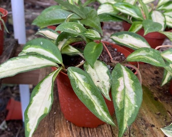 Hoya Tricolor variegated Hoya carnosa 4” inch