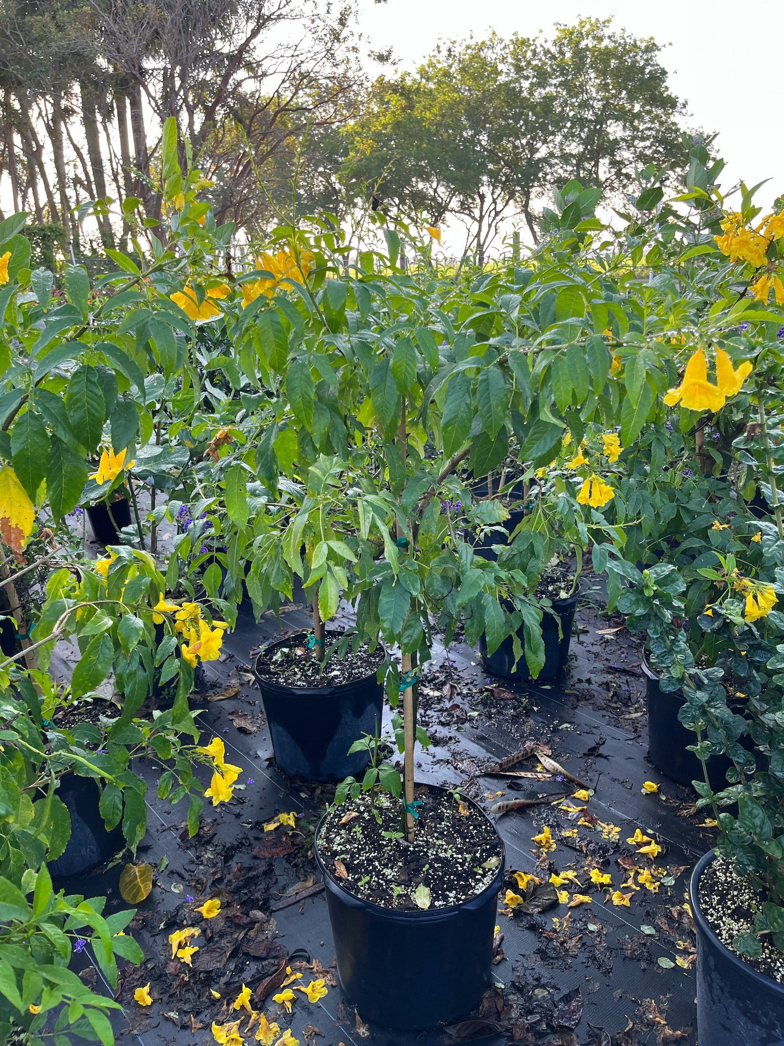 Yellow Elder Stans Esperanza Plant. Standard TREE FORM Etsy