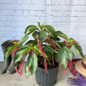 Chenille Plant Acalypha hispida 10 inch pot FREE Shipping East Coast and Central States image 1
