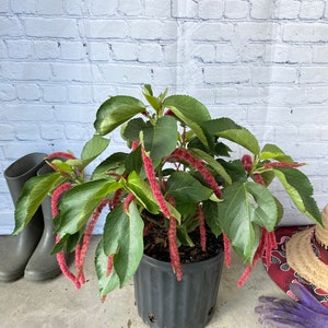 May include: A potted Acalypha hispida plant, commonly known as a chenille plant, featuring vibrant, long, fuzzy red catkin-like flowers and broad, serrated green leaves. The plant is housed in a black plastic nursery container with drainage holes.