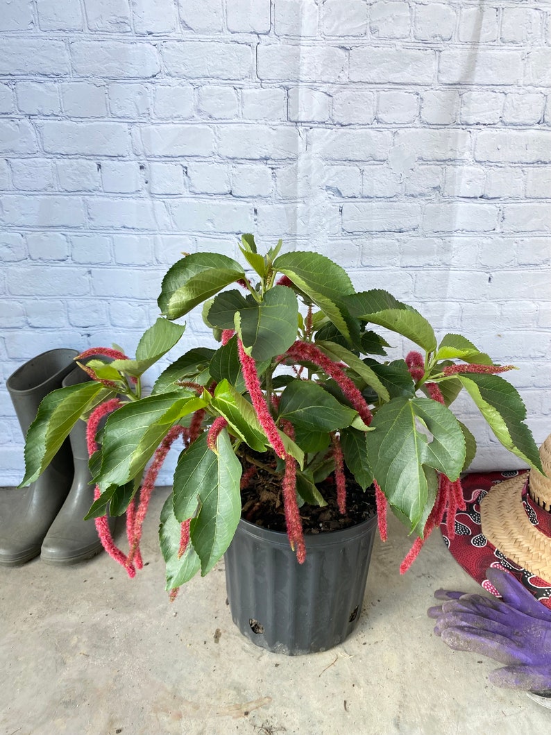 Chenille Plant Acalypha hispida 10 inch pot FREE Shipping East Coast and Central States image 1