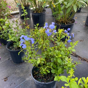 Blue Plumbago Plumbago auriculata 10 inch pot FREE Shipping East Coast and Central States image 6