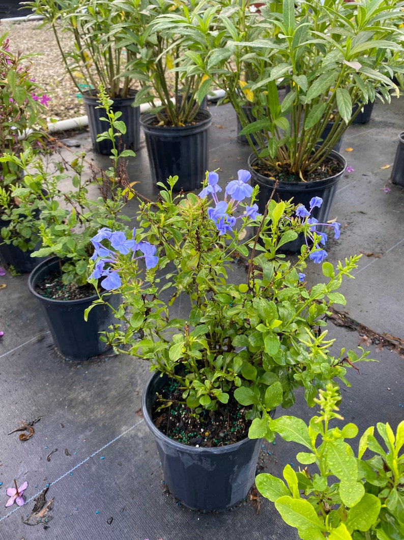 Blue Plumbago Plumbago auriculata 10 inch pot FREE Shipping East Coast and Central States image 6