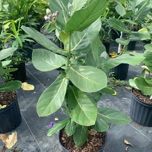 May include: A green leafy plant with light purple flowers in a black pot. The plant is in a nursery setting with other plants in the background.