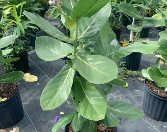 Giant Milkweed Calotropis gigantea 10” inch pot