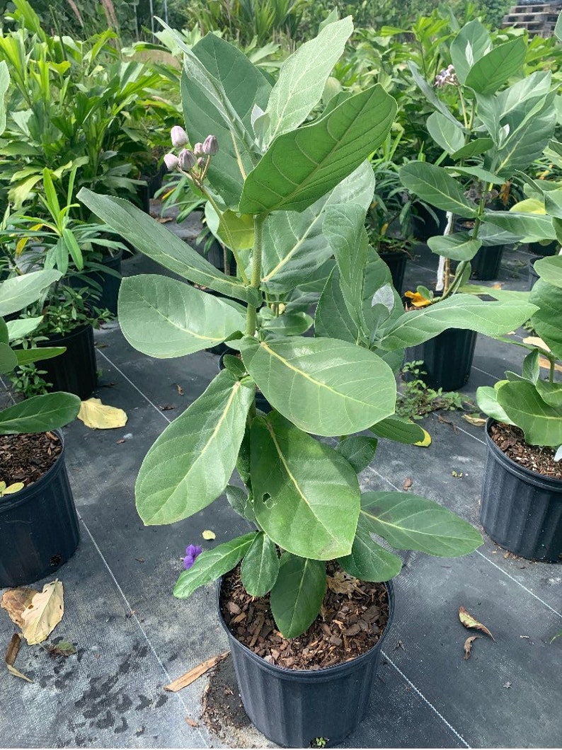 May include: A potted plant with large, green leaves and small, purple flower buds. The plant is in a black plastic pot filled with mulch. Other plants are visible in the background.