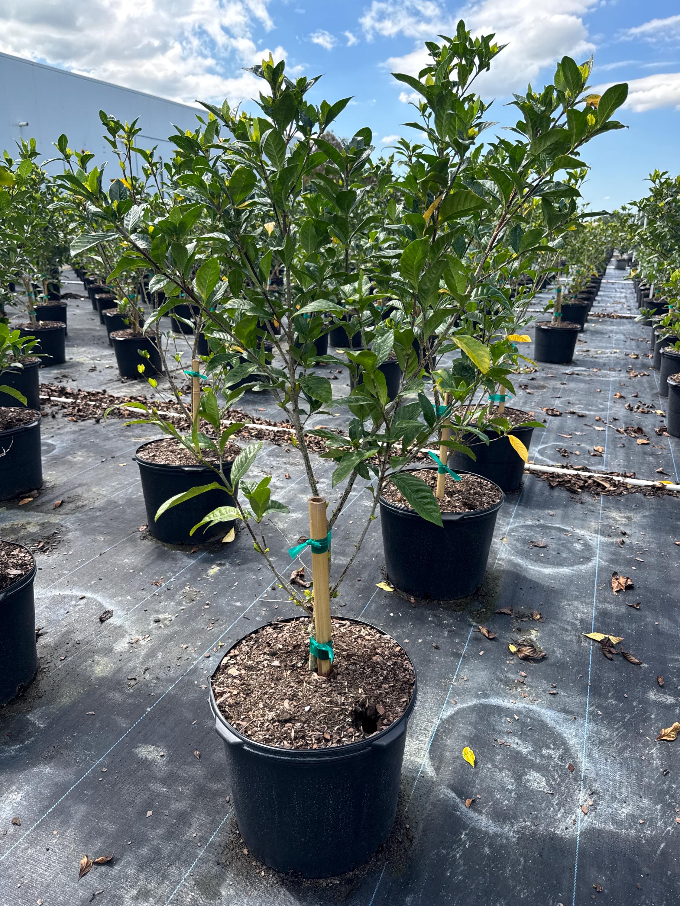 Gardenia 'miami Supreme' Semi-standard – Gardenia Jasminoides 14