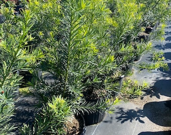 Podocarpus 'maki' Podocarpus Macrophyllus 14 Inch Pot Free
