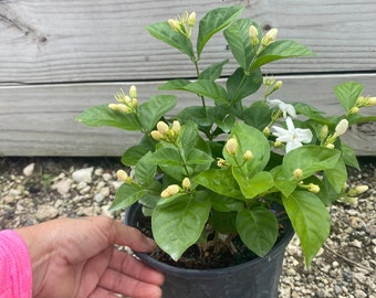 Sambac Jasmine Arabian Jasmine 6” inch pot  FREE Shipping East Coast and Central States