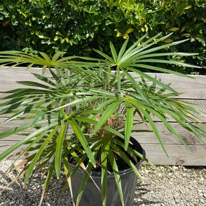 Old Man Palm Coccothrinax crinita 14 inch pot  Free shipping to Eastern and Central States List of excluded States in Description