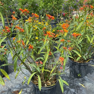 Tropical Milkweed Asclepias curasavica Butterfly and Pollinators attractor 10 inch pot Free shipping to Eastern and Central States only