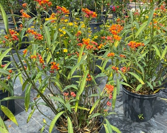 May include: A close-up of a potted plant with orange and yellow flowers. The plant is in a black pot and is surrounded by other plants in black pots.