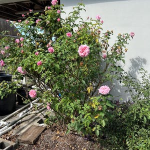 Belinda’s Dream Rose – Rosa ‘Belinda’s Dream’ 10 Inch Pot, Fragrant Pink Rose Bush, Hardy Garden & Landscape Accent Bild 13