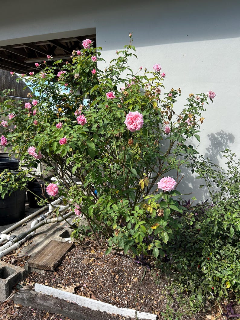Belinda’s Dream Rose – Rosa ‘Belinda’s Dream’ 10 Inch Pot, Fragrant Pink Rose Bush, Hardy Garden & Landscape Accent Bild 13