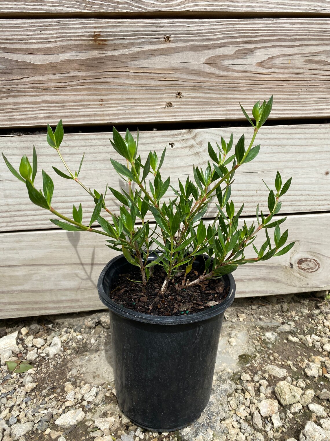 6 Beach Creeper Golden Creeper Ernodea littoralis Etsy