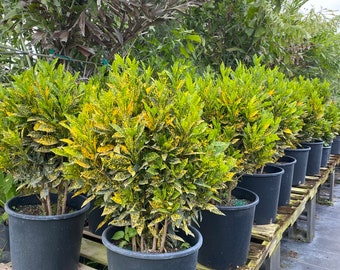 Codiaeum variegatum ‘Gold Dust’ 14” inch pot  FREE Shipping East Coast and Central States