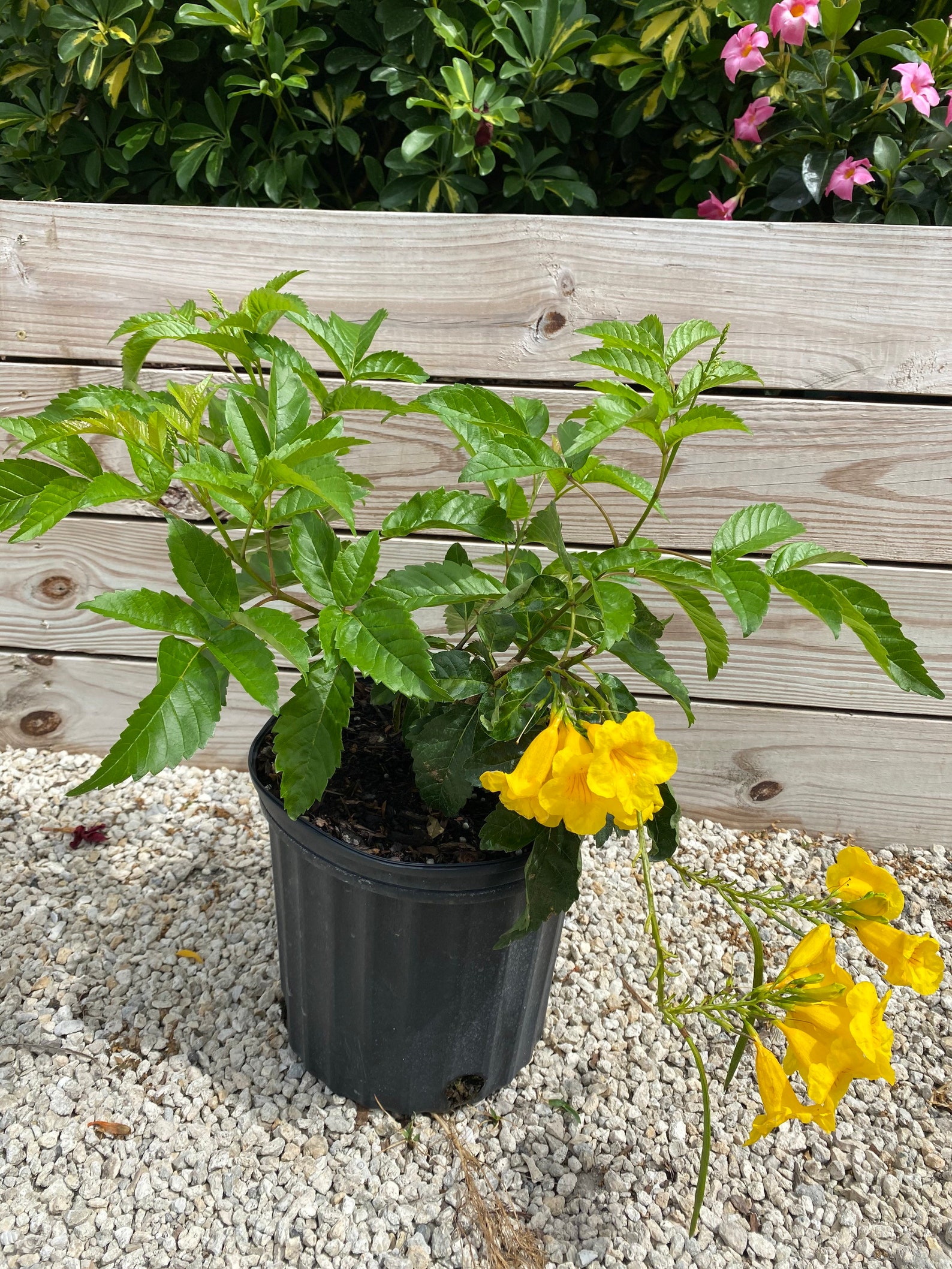 Yellow elder / stans / Esperanza Plant. Bush form 10 Etsy