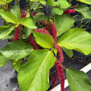 Chenille Plant – Acalypha hispida 10 Inch Pot, Red Cat Tail Flowers, Tropical Flowering Plant, Hummingbird Garden Treasure