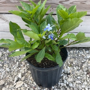 May include: A potted plant with vibrant green leaves and small, delicate blue flowers. The plant is in a black plastic pot, set against a backdrop of wooden planks and gravel.