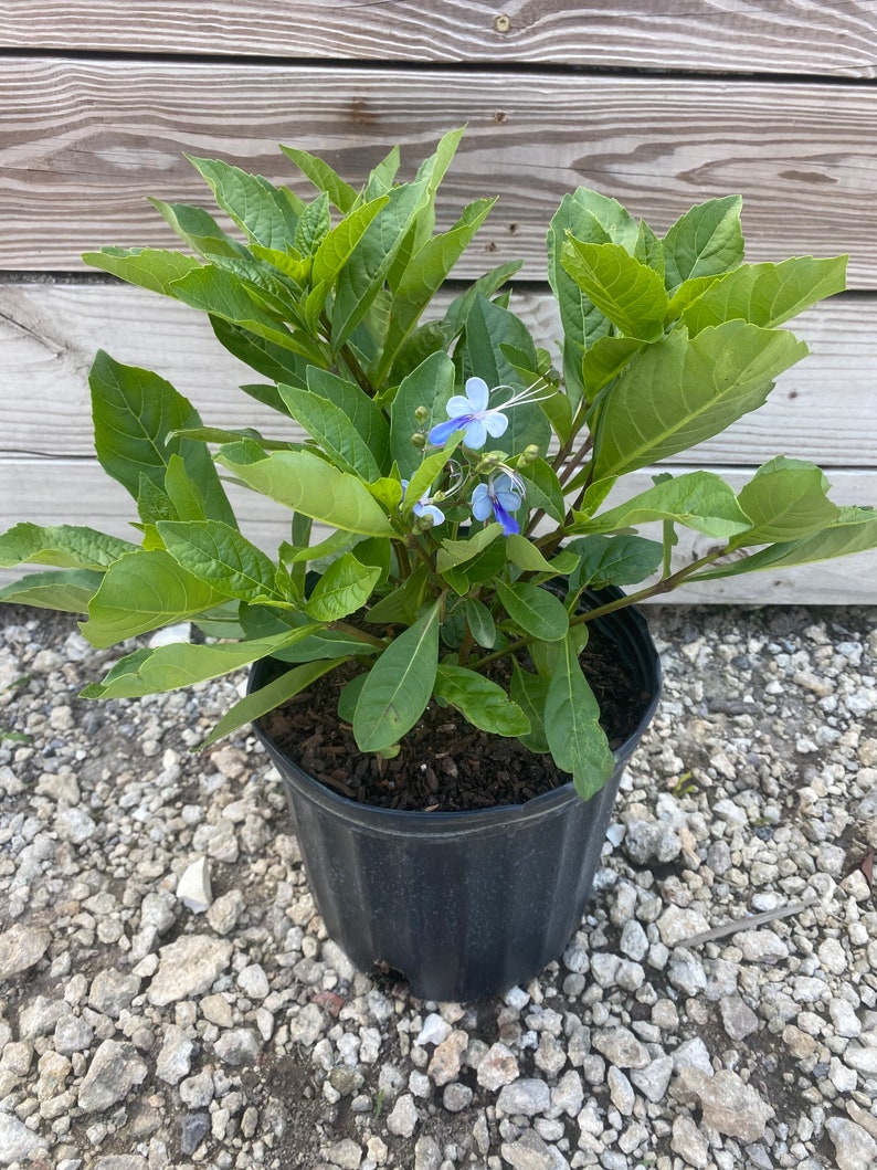 May include: A potted plant with vibrant green leaves and small, delicate blue flowers. The plant is in a black plastic pot, set against a backdrop of wooden planks and gravel.