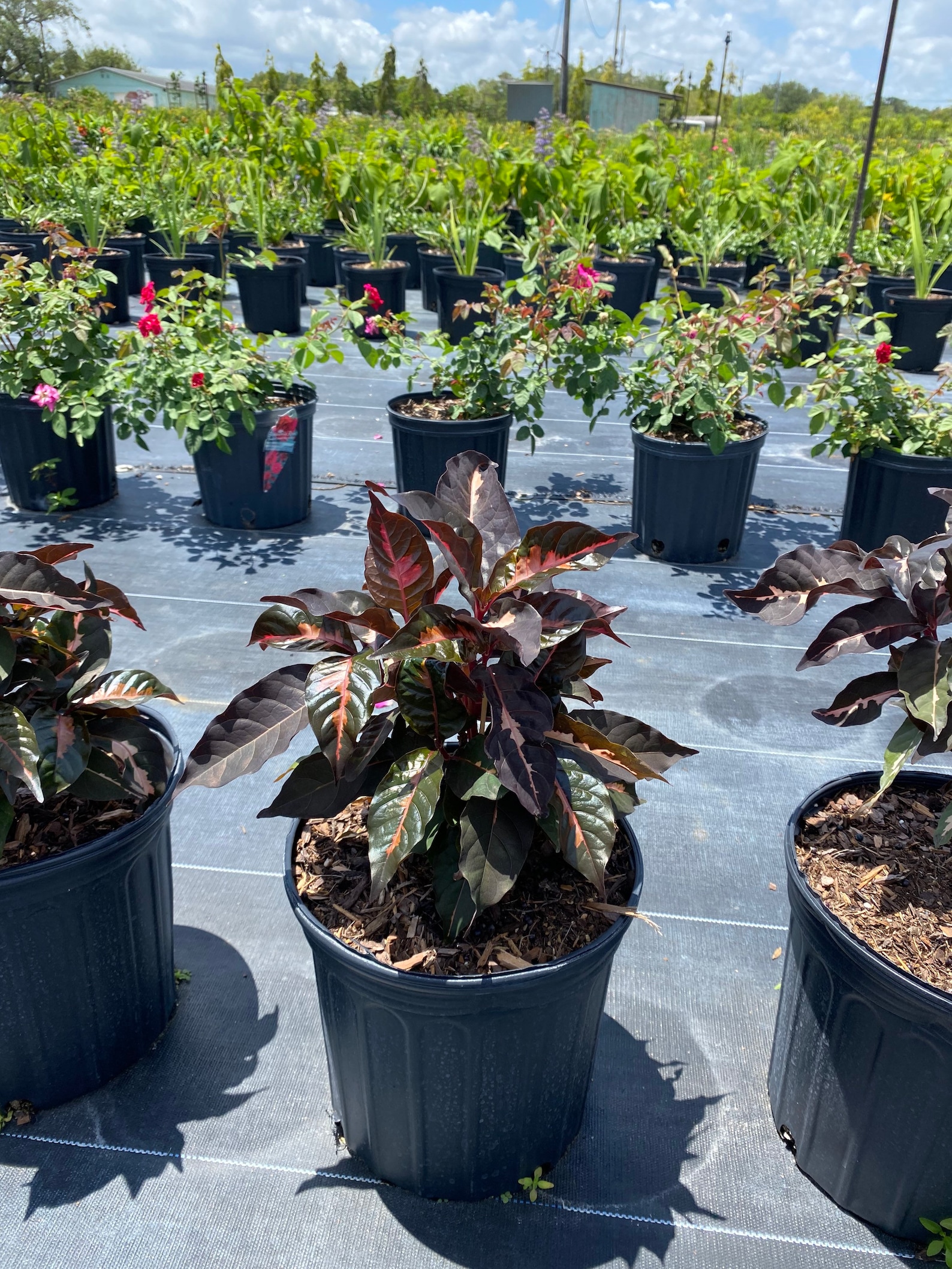 Jamaican Croton Chocolate Caricature Croton 10 Inch Pot FREE Etsy